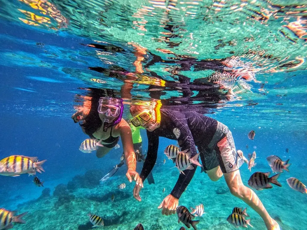 Snorkelers among sergeant-major fish