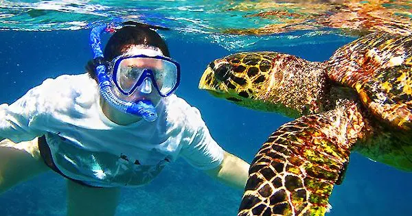 Snorkeling next to a sea turtle